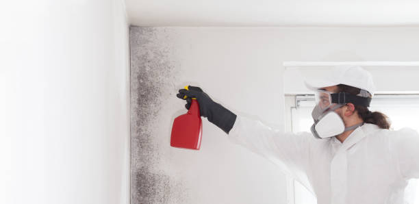 Best White Mold Remediation in Farm Loop, AK