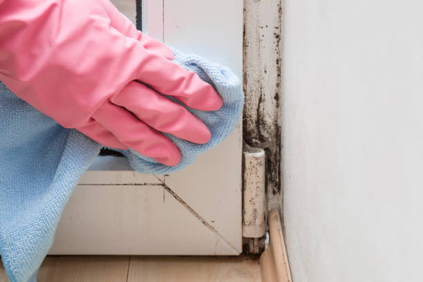Best Emergency Mold Remediation in Farm Loop, AK